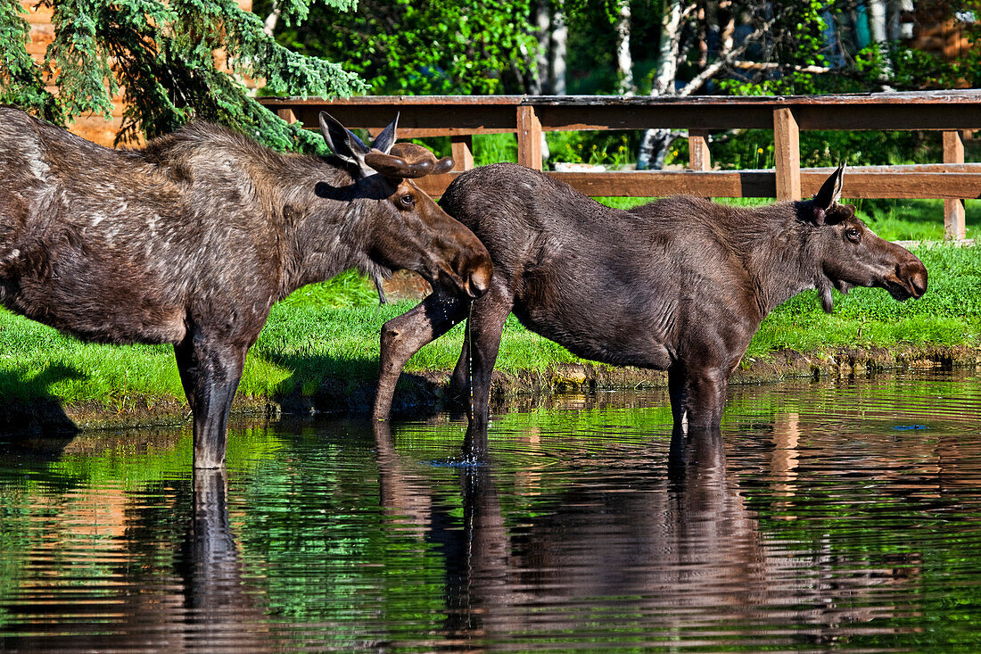 'Two young bull moose drinking water in a creek, Chena River State Recreation Area; Fairbanks, Alaska, United States of America'