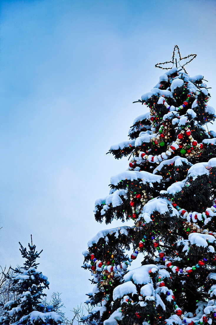 'Decorated Christmas tree covered in snow; Anchorage, Alaska, United States of America'