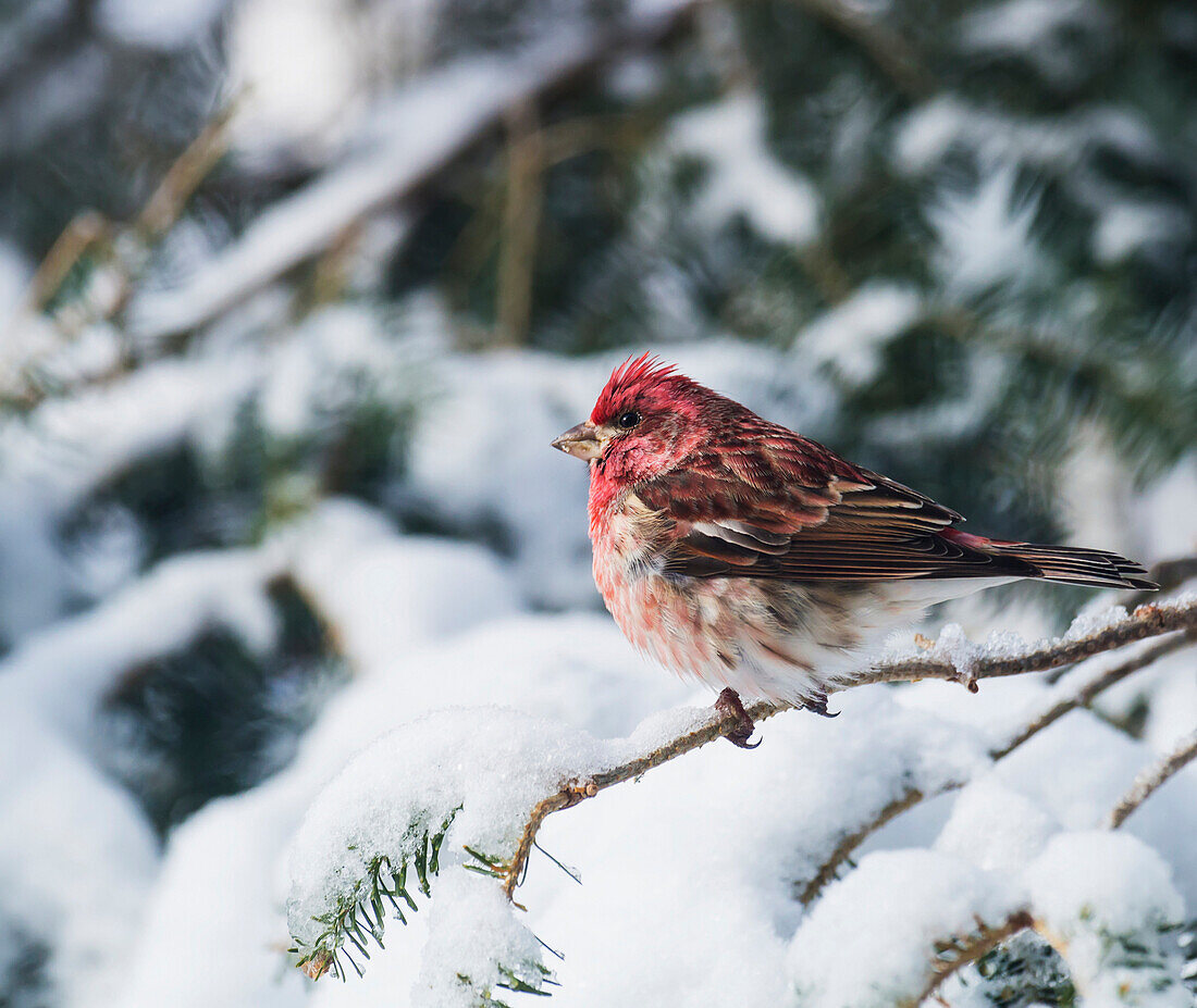 'Male purple finch on a snow covered tree; Ontario, Canada'