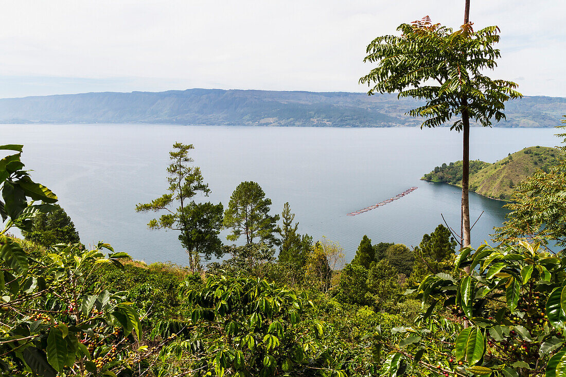 Arabica coffee plants, Panar Butan, North Sumatra, Indonesia