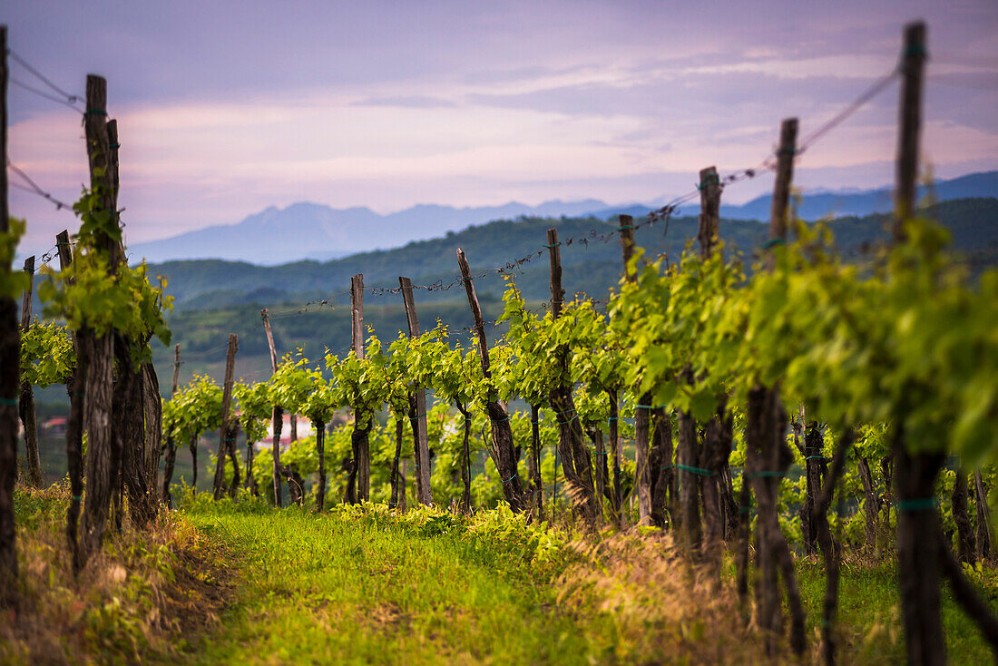 Vineyards and mountains near Smartno in the Goriska Brda wine region of Slovenia, Europe