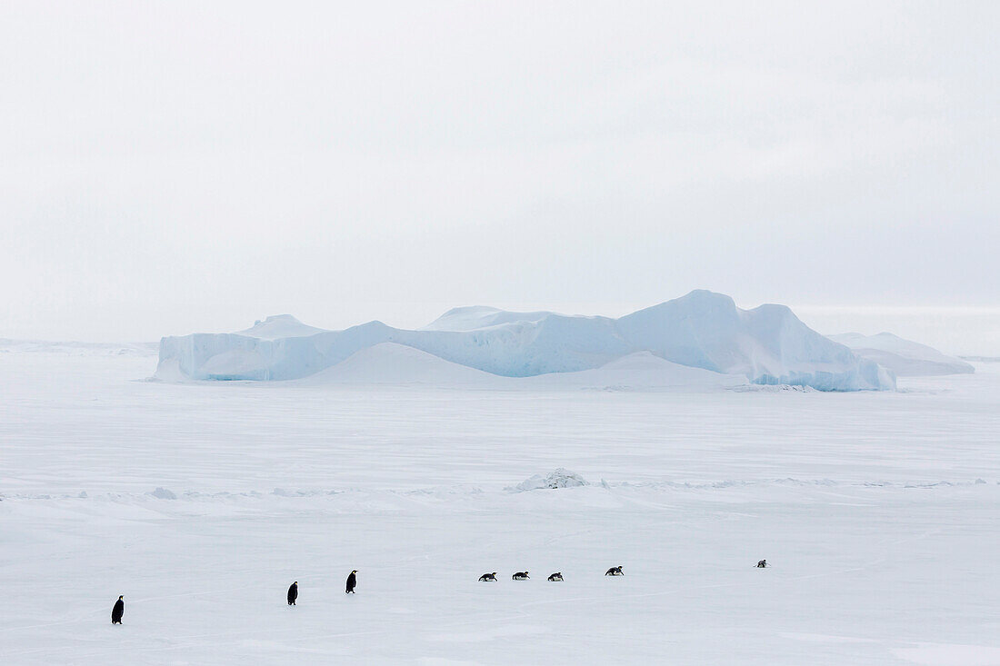 Emperor Penguins (Aptenodytes forsteri) marching across sea ice on Snow Hill Island, Weddell Sea, Antarctica, Polar Regions