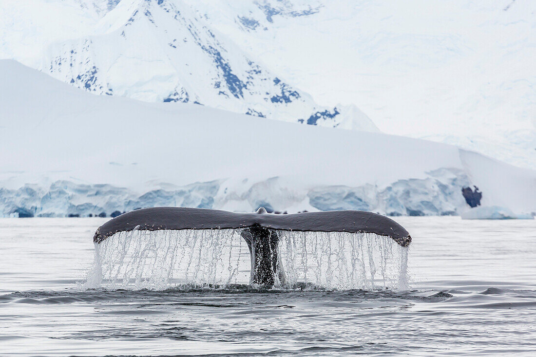 Humpback whale (Megaptera novaeangliae), flukes-up dive in the Enterprise Islands, Antarctica, Polar Regions