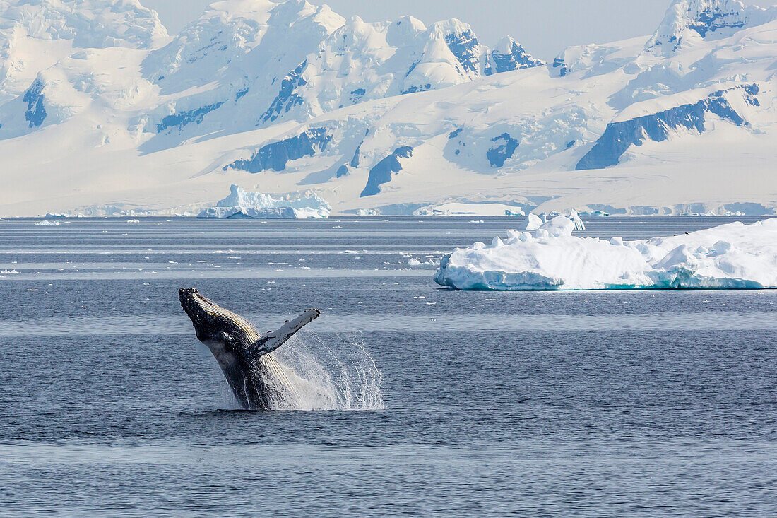 Adult humpback whale (Megaptera novaeangliae) breaching in the Gerlache Strait, Antarctica, Polar Regions