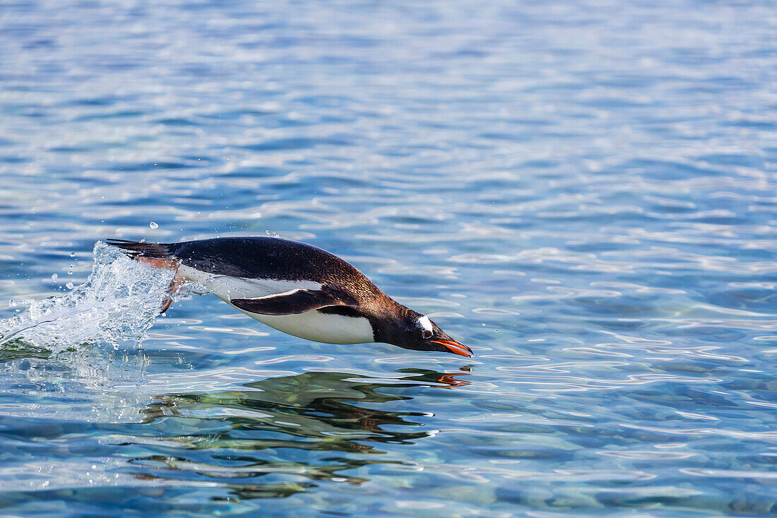 Adult gentoo penguin (Pygoscelis papua) porpoising, Hannah Point, Livingston Island, South Shetland Islands, Antarctica, Polar Regions