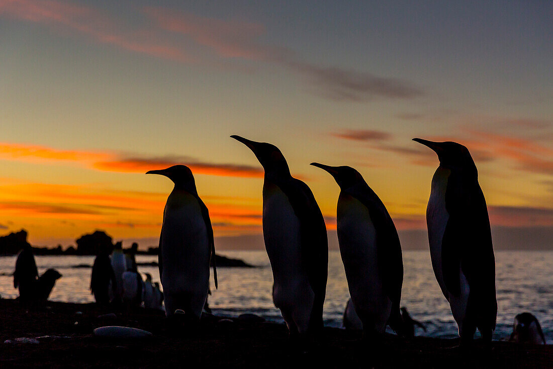 King penguin (Aptenodytes patagonicus) silhouetted at sunrise at breeding colony at Gold Harbor, South Georgia, UK Overseas Protectorate, Polar Regions