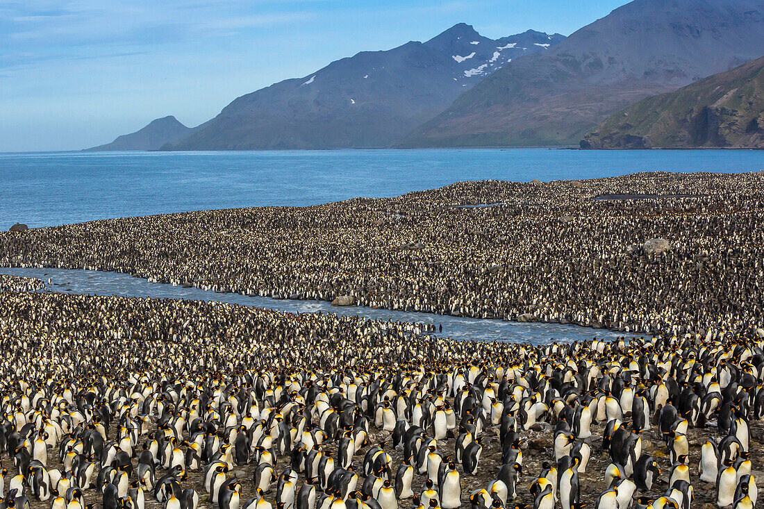 King penguin (Aptenodytes patagonicus) breeding colony at St. Andrews Bay, South Georgia, UK Overseas Protectorate, Polar Regions