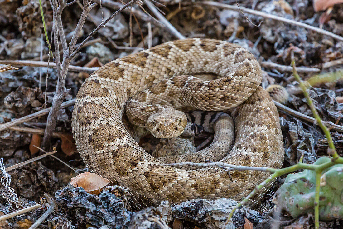 Adult Isla Catalina rattleless rattlesnake (Crotalus catalinensis) in its brown color variation, Isla Santa Catalina, Baja California Sur, Mexico, North America