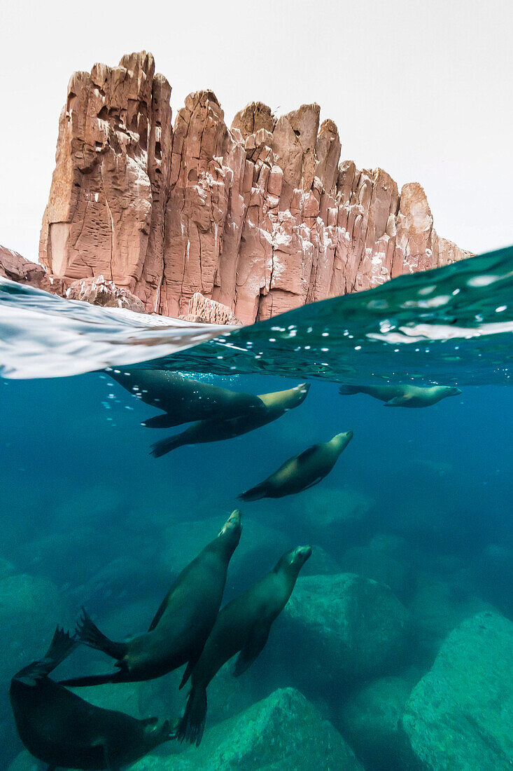 California sea lions (Zalophus californianus) underwater at Los Islotes, Baja California Sur, Mexico, North America