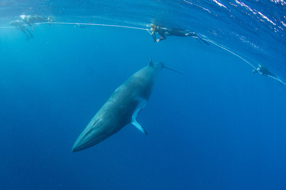 Adult dwarf minke whale (Balaenoptera acutorostrata) with snorkelers near Ribbon 10 Reef, Great Barrier Reef, Queensland, Australia, Pacific