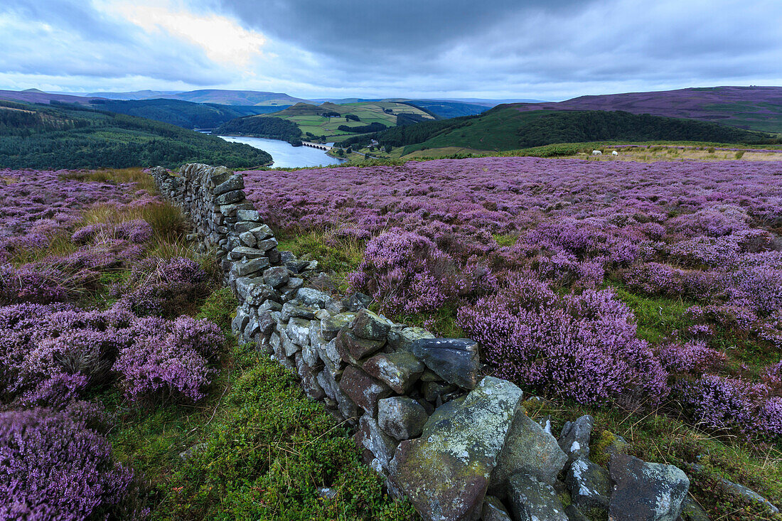 Heather covered Bamford Moor, dry stone wall and Ladybower Reservoir at dawn in summer, Peak District, Derbyshire, England, United Kingdom, Europe