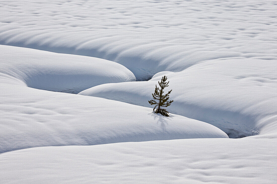 Lone evergreen tree in the snow with a meandering stream, Grand Teton National Park, Wyoming, United States of America, North America
