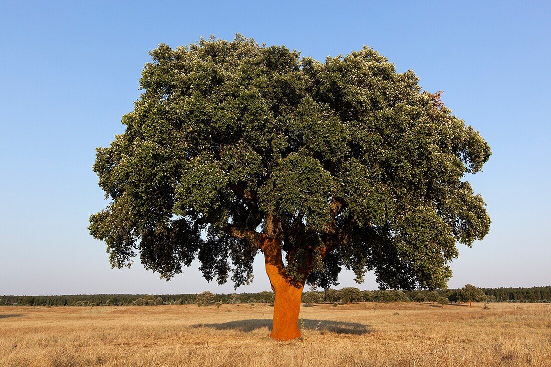 Cork Tree, Alentejo, Portugal, Europe.
