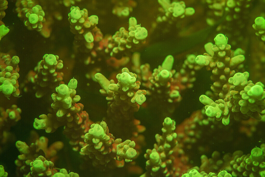 Acropora species polyps fluorescing.