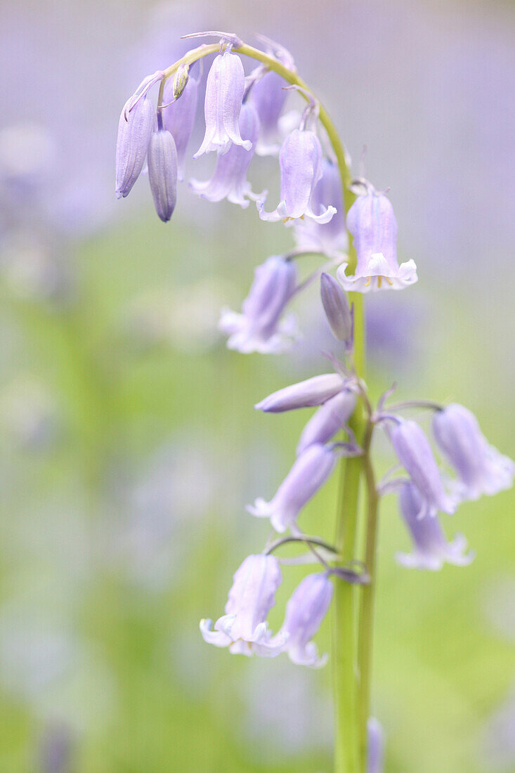 a beautiful close up of a bluebell stem within a field of bluebells.