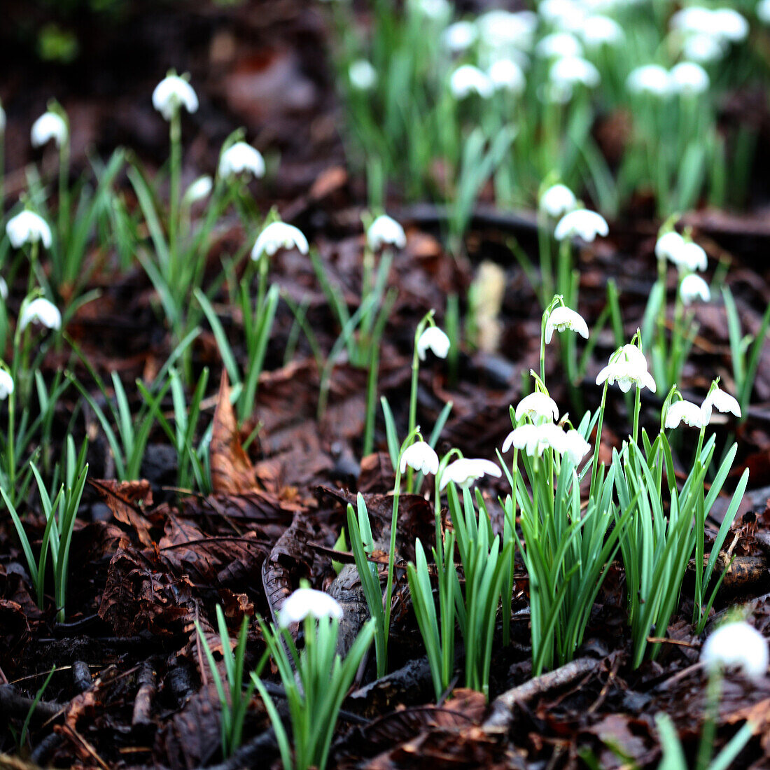 beautiful snowdrops first signs of spring.
