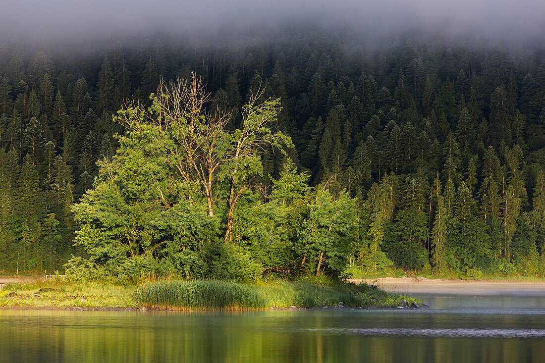 Banks of lake Eibsee, Upper Bavaria, Bavaria, Germany