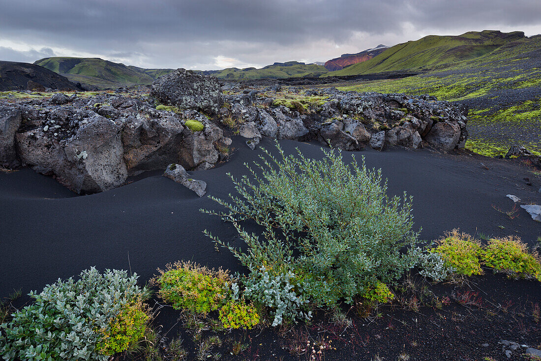 Black sand and bushes in the mountains, Fjallabak, South Island, Island