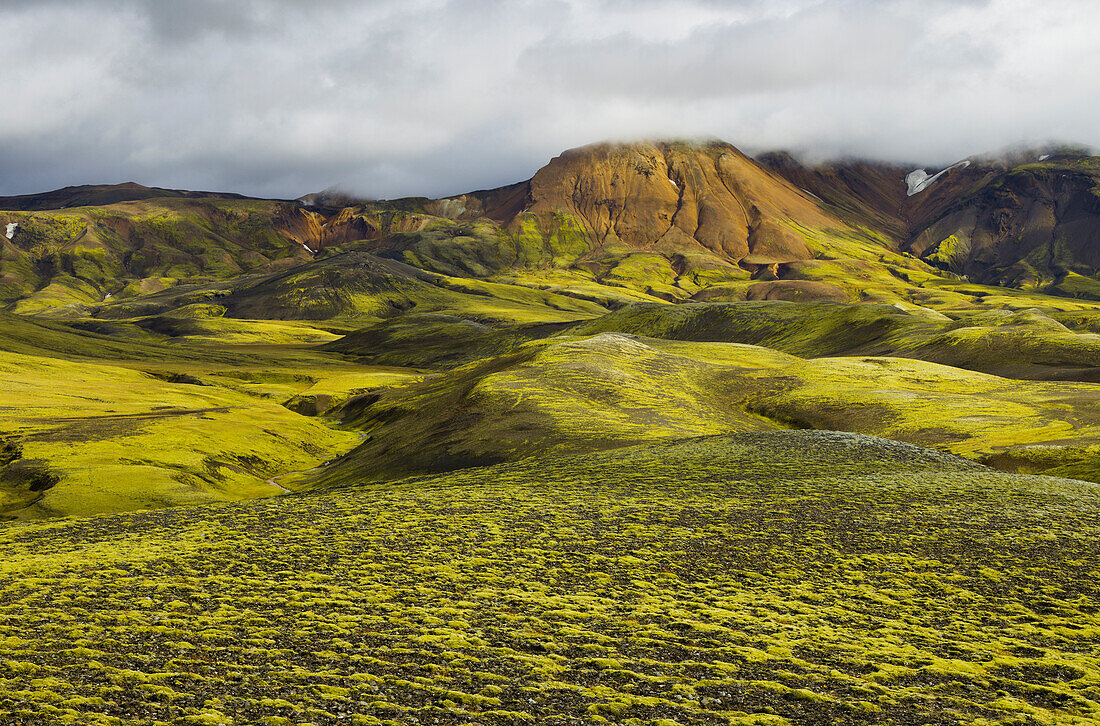 Moos, Fjallabak Naturschutzgebiet, Südisland, Island
