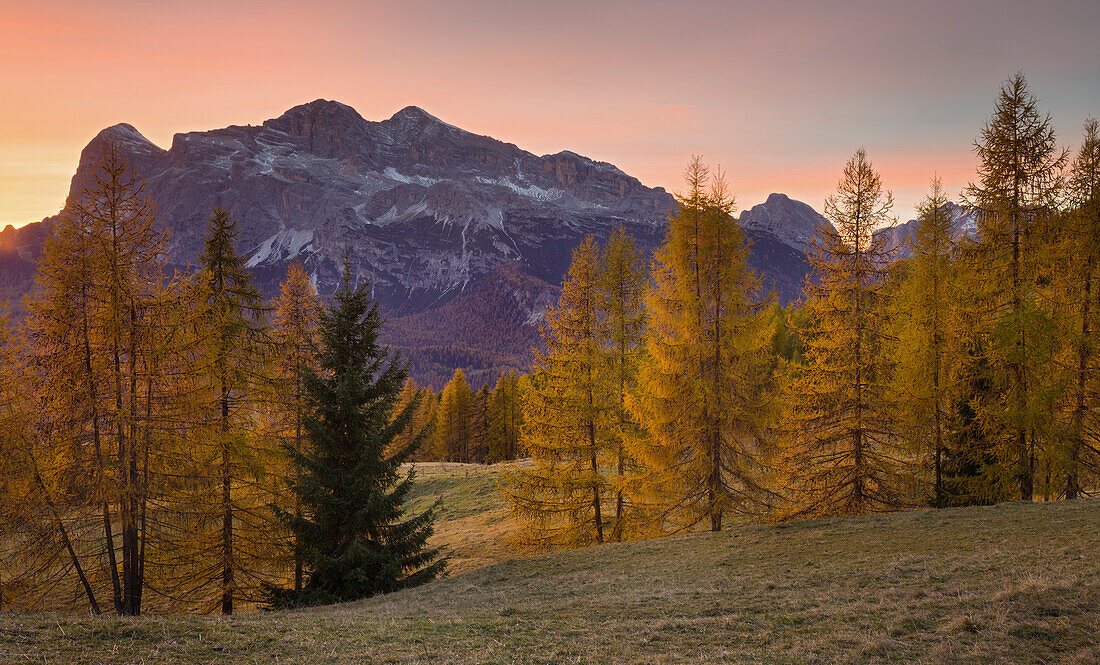 Tofane from Passo Tre Croci and larch trees, Veneto, Dolomites, Italy