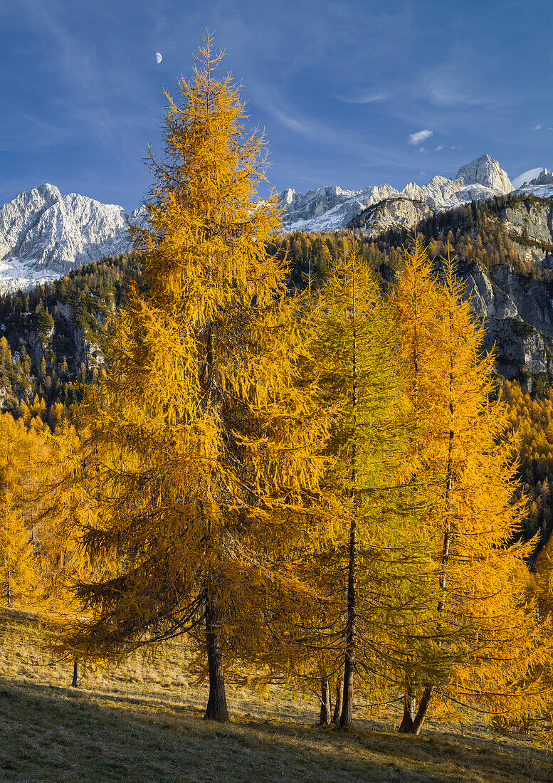 Sorapiss with larch trees, Veneto, Dolomites, Italy