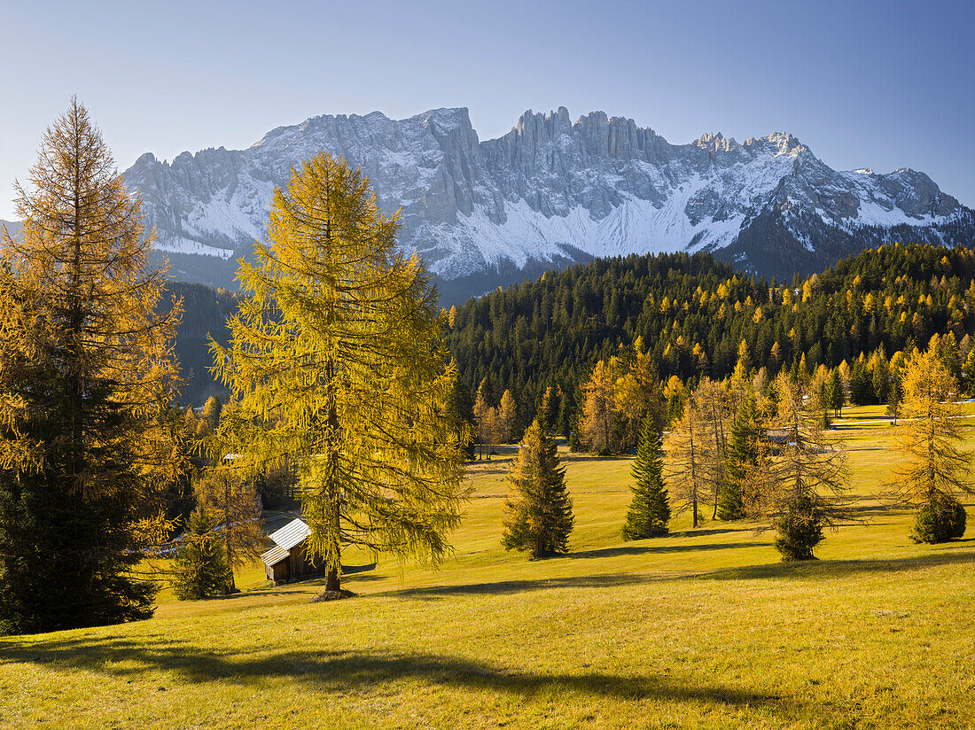 herbstliche Alm vor dem Berg Latemar, Kölbleggiesen, Nahe Nigerpass, Lärche, Südtirol, Alto Adige, Dolomiten, Italien