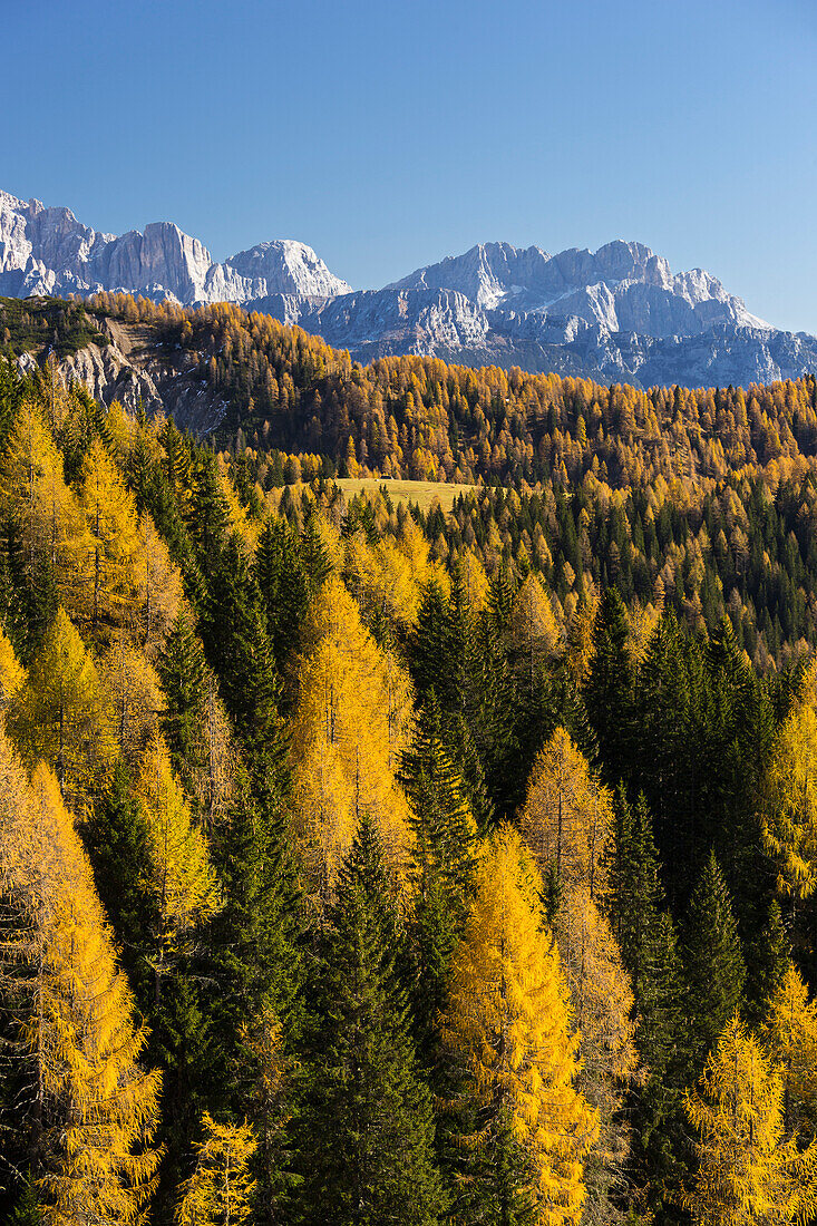 Cima Pape O. Sanson, Passo die San Pellegrino and larch trees, Veneto, Dolomites, Italy