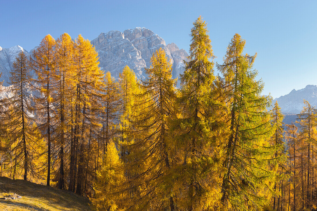 Monte Cristallo with larch trees, Veneto, Dolomites, Italy