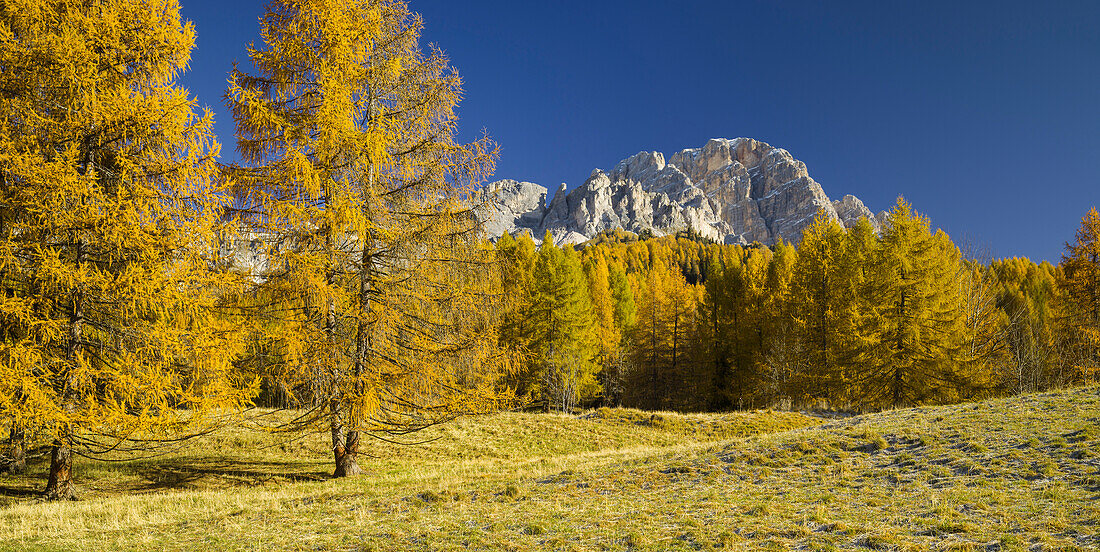 Monte Cristallo with larch trees, Veneto, Dolomites, Italy