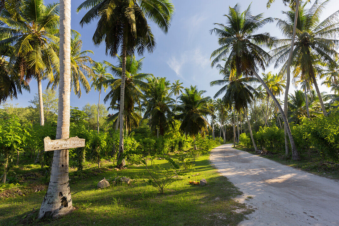 Coconut palms, Plantage L'Union Estate, La Digue Island, Seychelles
