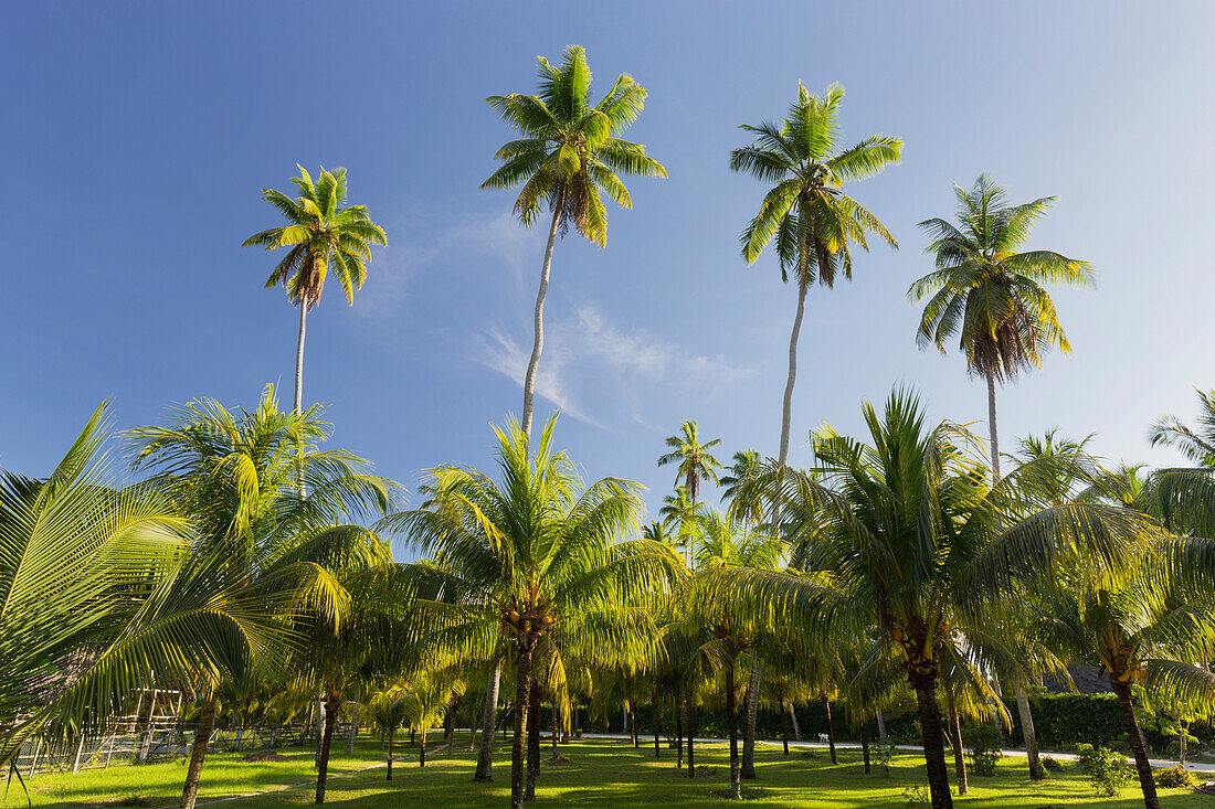 Coconut palms, Plantage L'Union Estate, La Digue Island, Seychelles