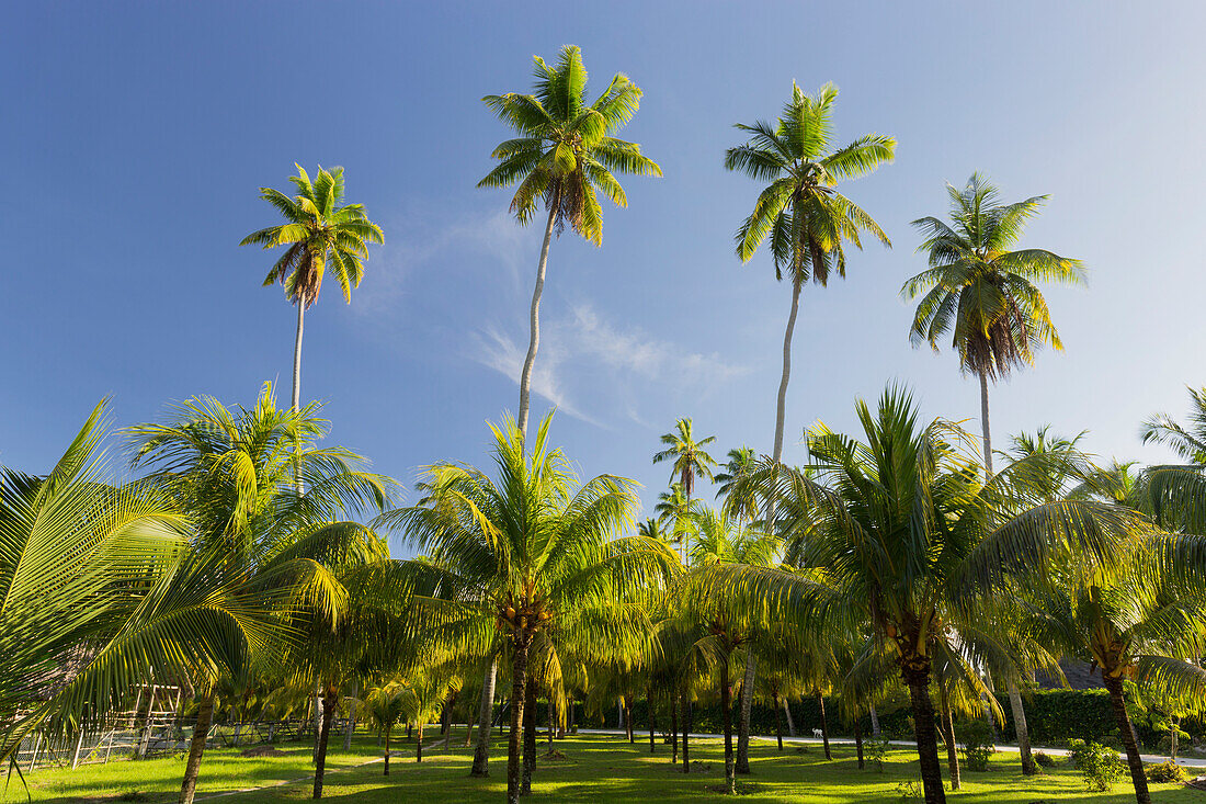 Kokospalmen, Plantage L'Union Estate, La Digue Island, Seychellen
