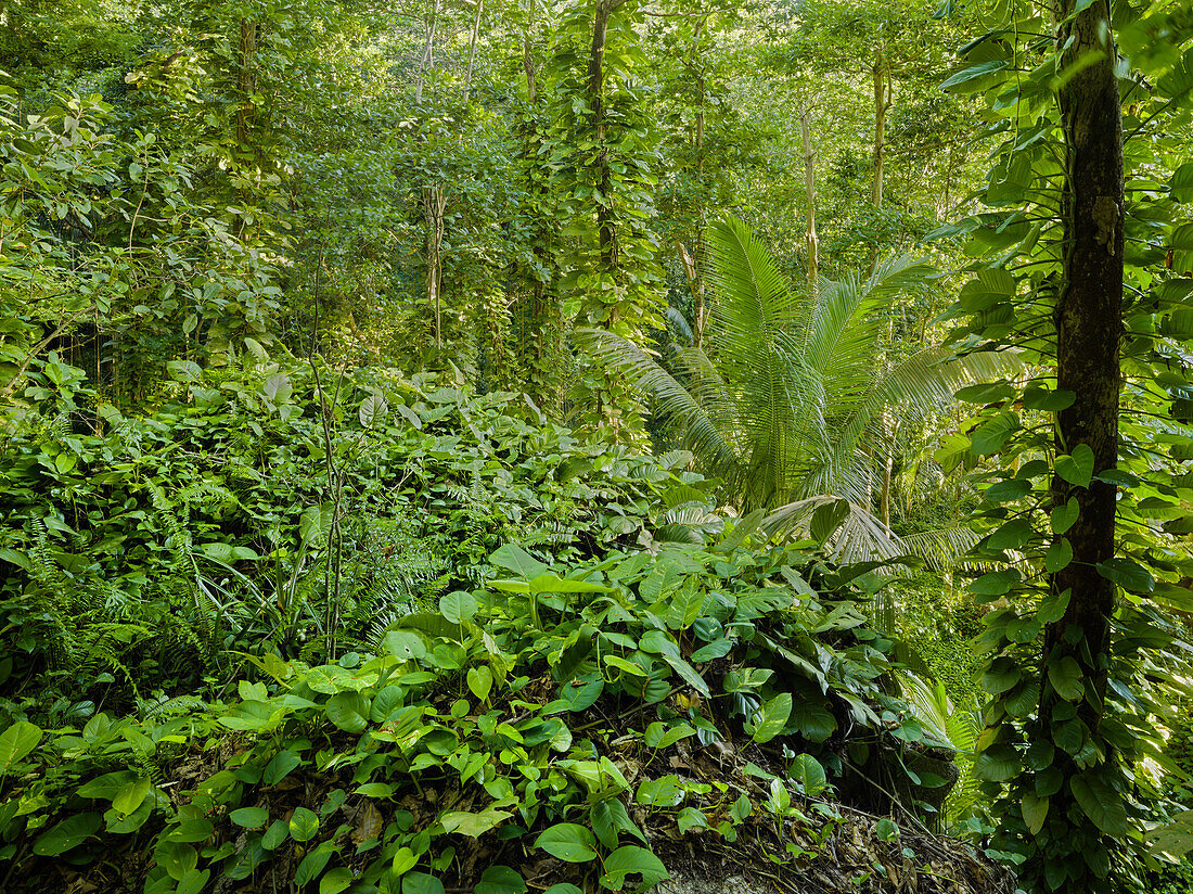 Vegetation in the jungle, La Digue Island, Seychelles