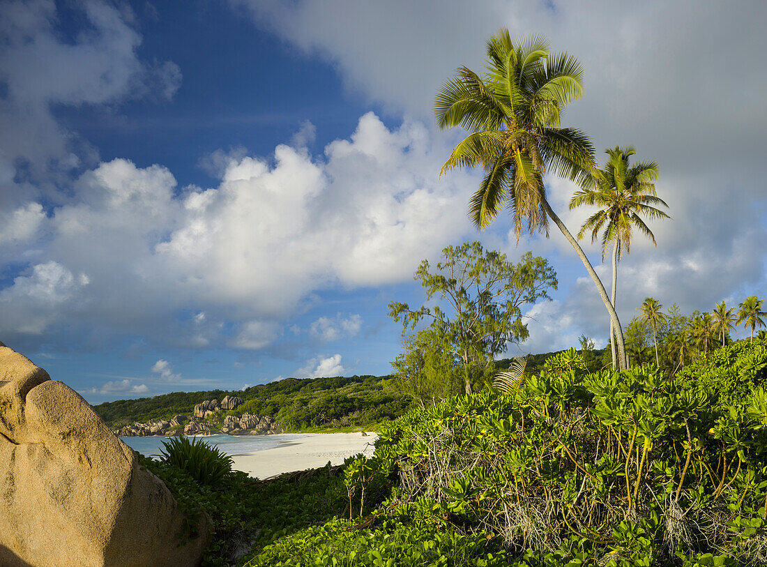 Palm trees on Grand Anse beach, La Digue Island, Seychelles