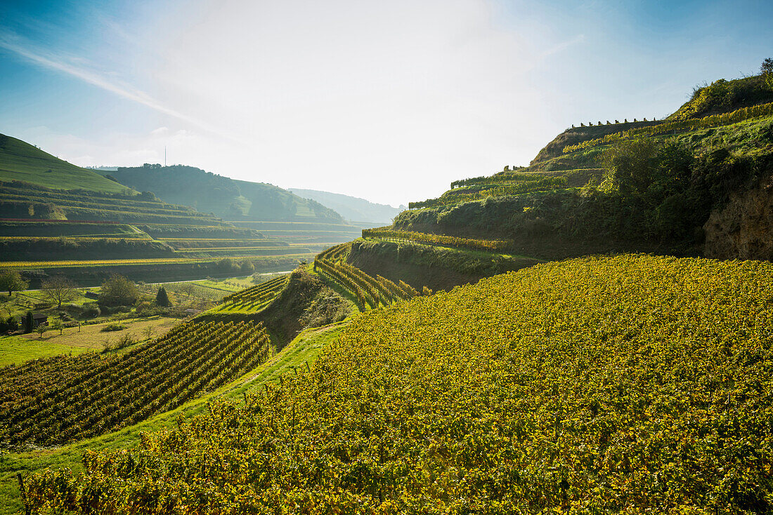 Hills and vineyards near Schelingen, Kaiserstuhl, Baden-Württemberg, Germany