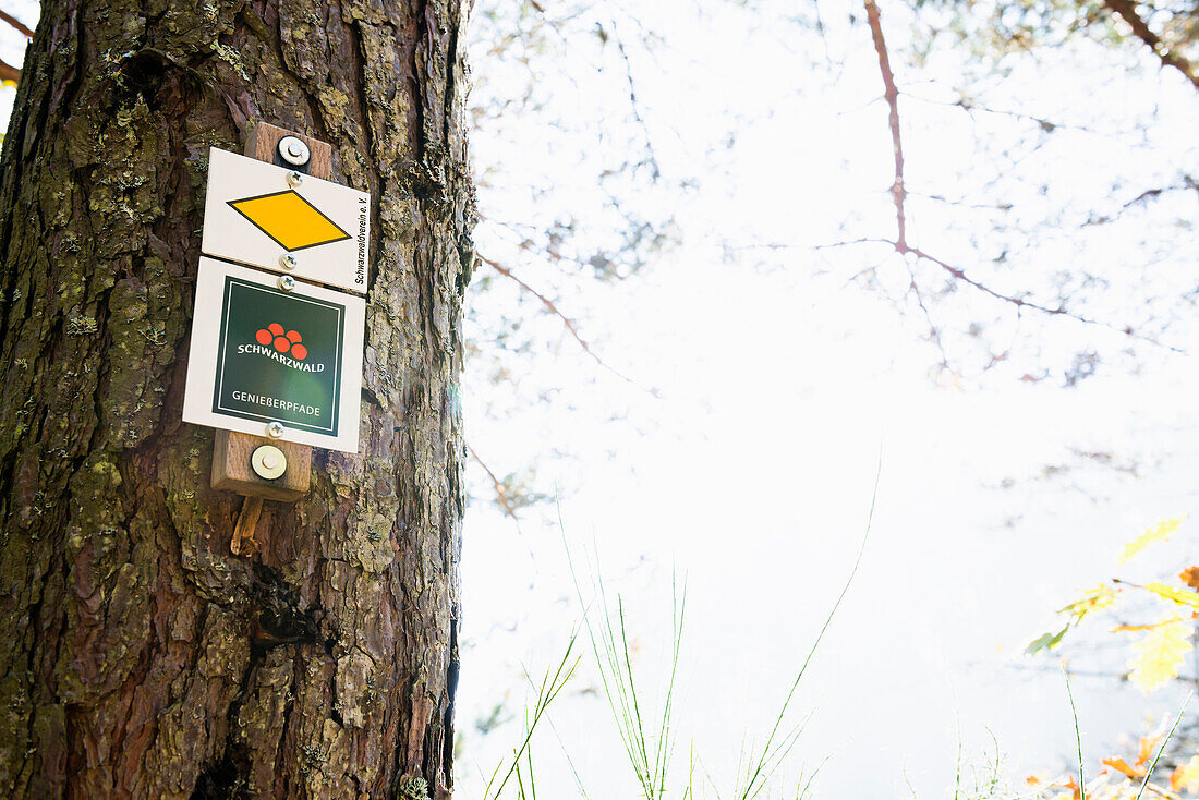 Hiking trail sign, Mummelsee, Seebach near Achern, Black Forest, Baden-Wuerttemberg, Germany