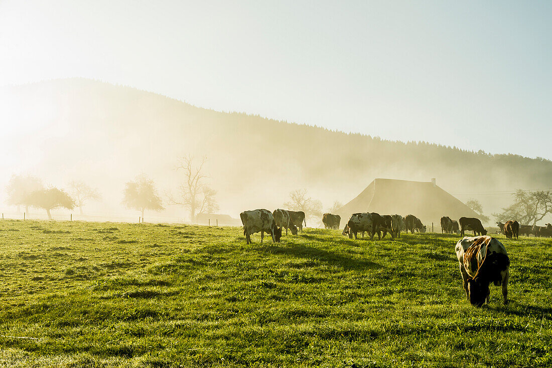 Morning mist, Elztal, near Freiburg im Breisgau, Black Forest, Baden-Wuerttemberg, Germany