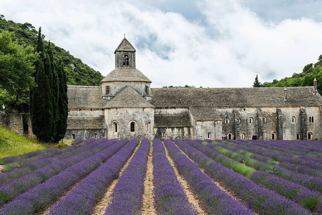 Zisterzienserabtei Notre Dame de Sénanque, bei Gordes, Département Vaucluse, Provence-Alpes-Côte d´Azur, Provence, Frankreich