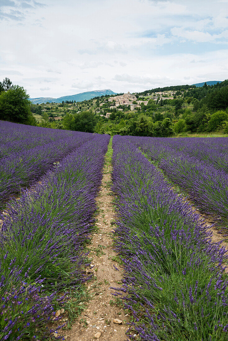 Lavendelfelder, Aurel bei Sault, Département Vaucluse, Provence-Alpes-Côte d´Azur, Provence, Frankreich