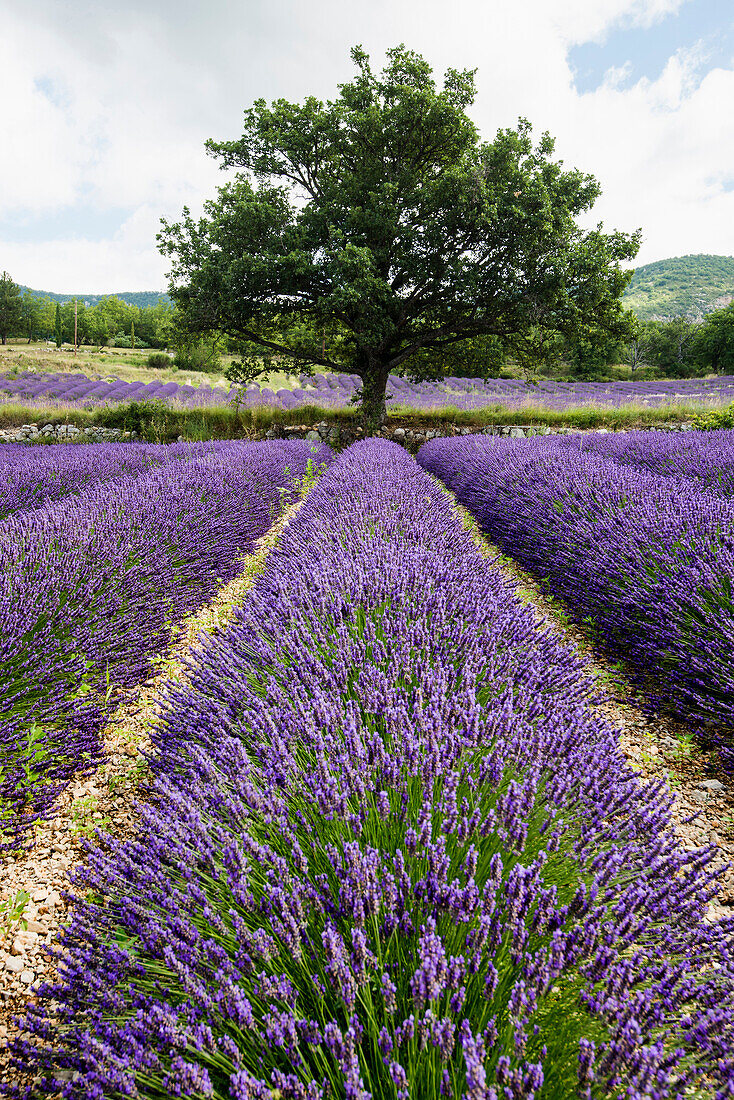 Lavendelfeld bei Sainte-Jalle, Département Drome, Region Rhones-Alpes, Provence, Frankreich