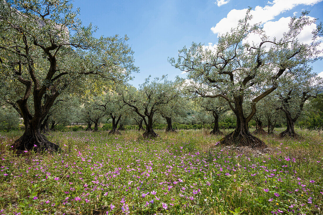 Olivenbäume, bei Buis-les-Baronnies, Département Drome, Region Rhones-Alpes, Provence, Frankreich