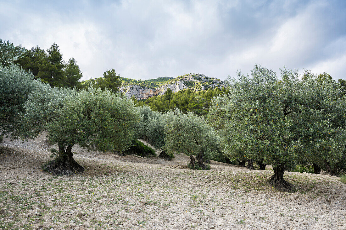 Olivenbäume, bei Buis-les-Baronnies, Département Drome, Region Rhones-Alpes, Provence, Frankreich