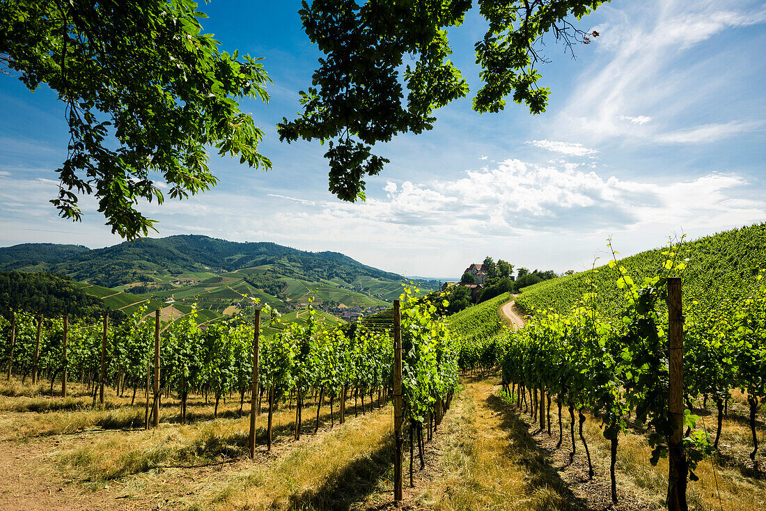 Vineyards at Staufenberg Castle, Durbach, Ortenau, Black Forest, Baden-Wuerttemberg, Germany