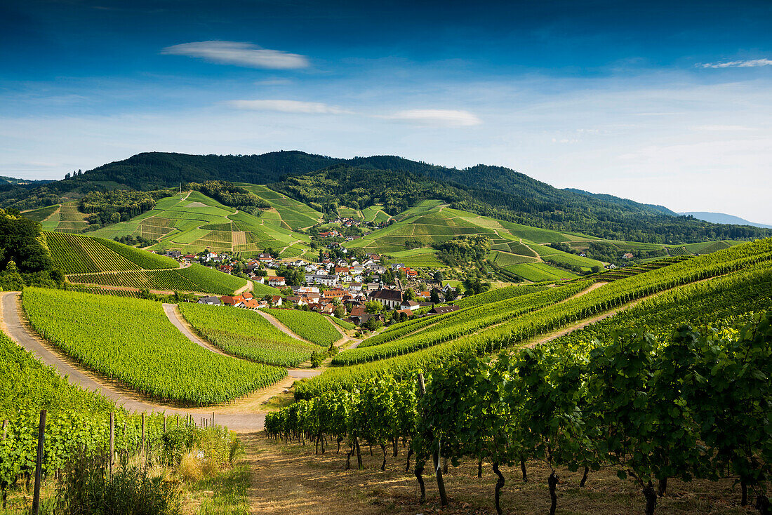 Vineyards, Durbach, Ortenau, Black Forest, Baden-Wuerttemberg, Germany