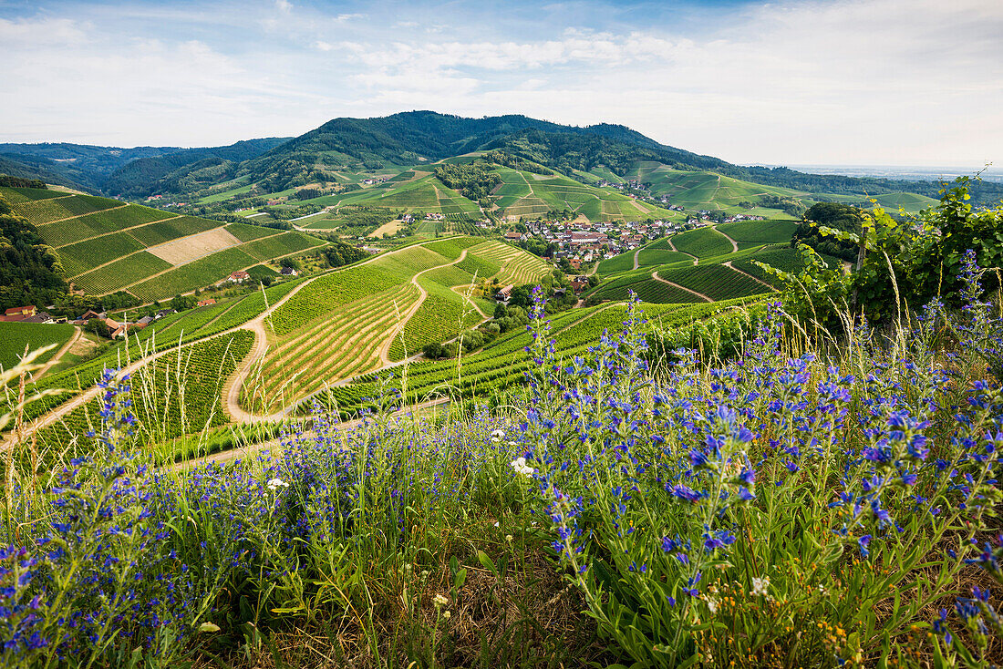 Vineyards, Durbach, Ortenau, Black Forest, Baden-Wuerttemberg, Germany