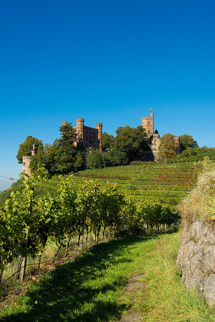 Vineyards at Ortenberg Castle, Ortenberg, Ortenau, Black Forest, Baden-Wuerttemberg, Germany