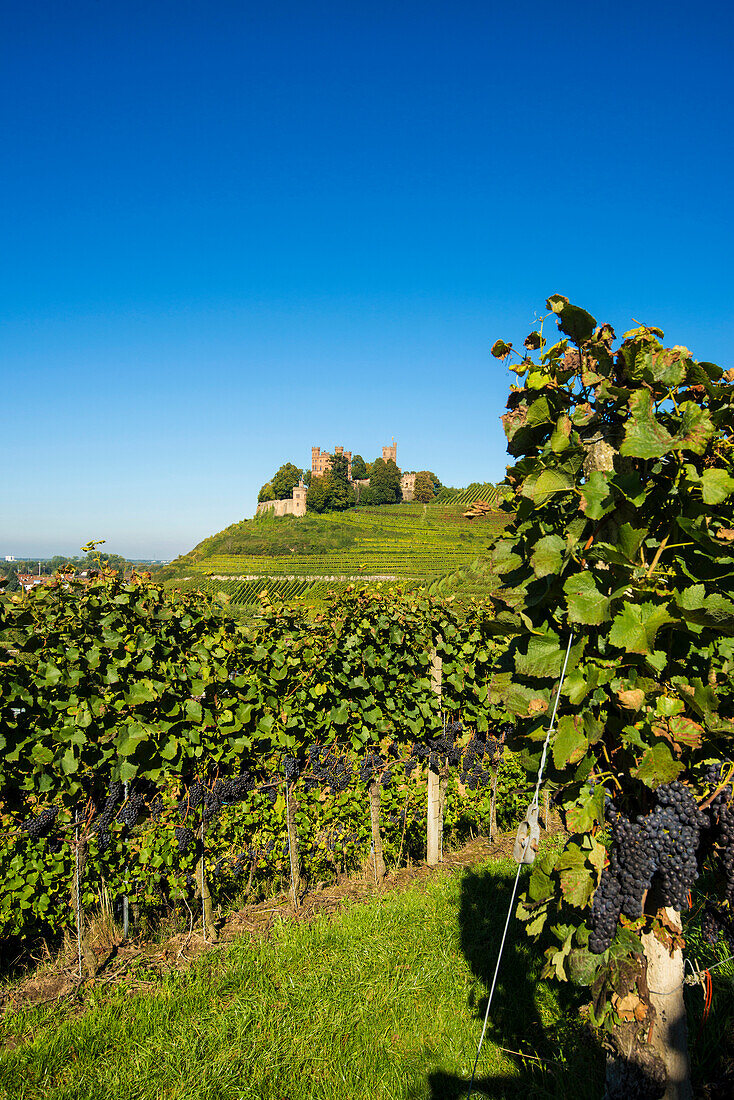 Vineyards at Ortenberg Castle, Ortenberg, Ortenau, Black Forest, Baden-Wuerttemberg, Germany