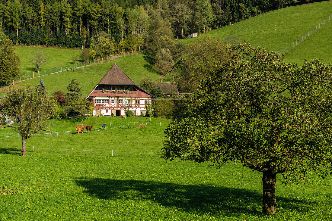 Wolfach valley, near Wolfach, Ortenau, Black Forest, Baden-Württemberg, Germany