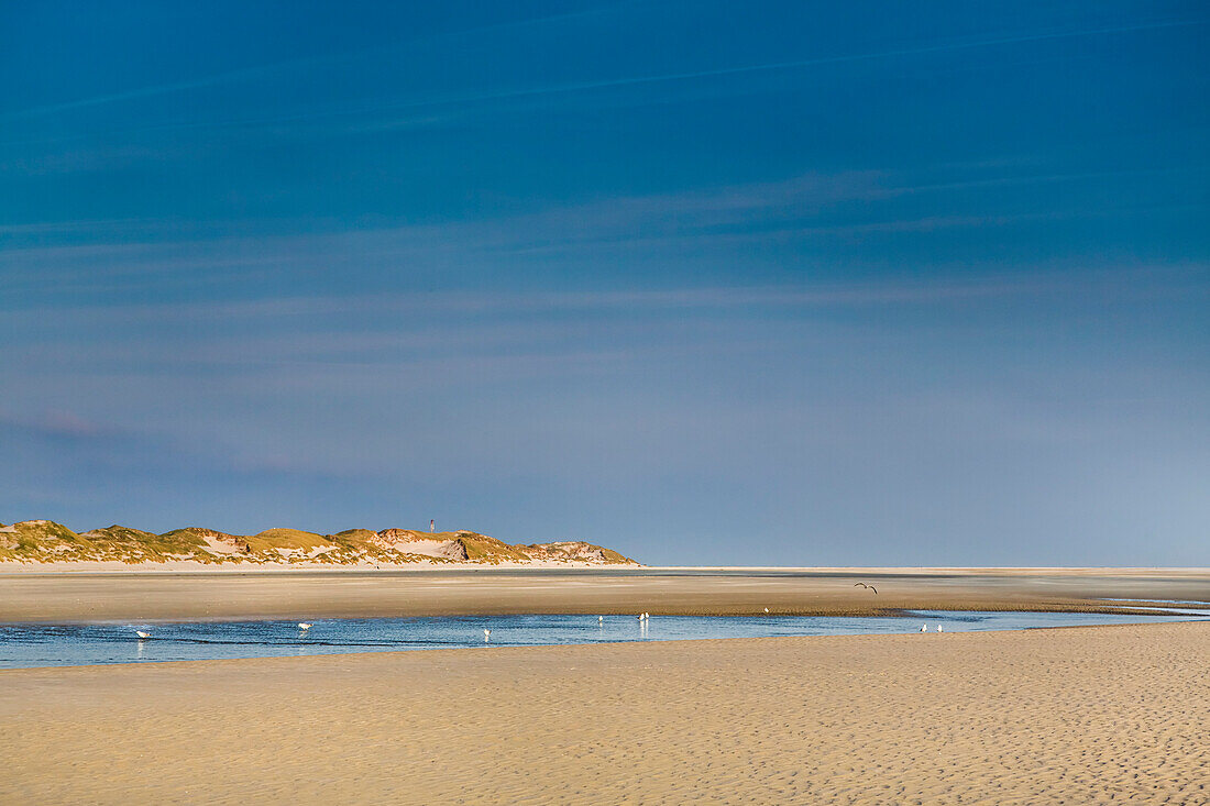 Strand und Dünen, Amrum, Nordfriesische Inseln, Nordfriesland, Schleswig-Holstein, Deutschland
