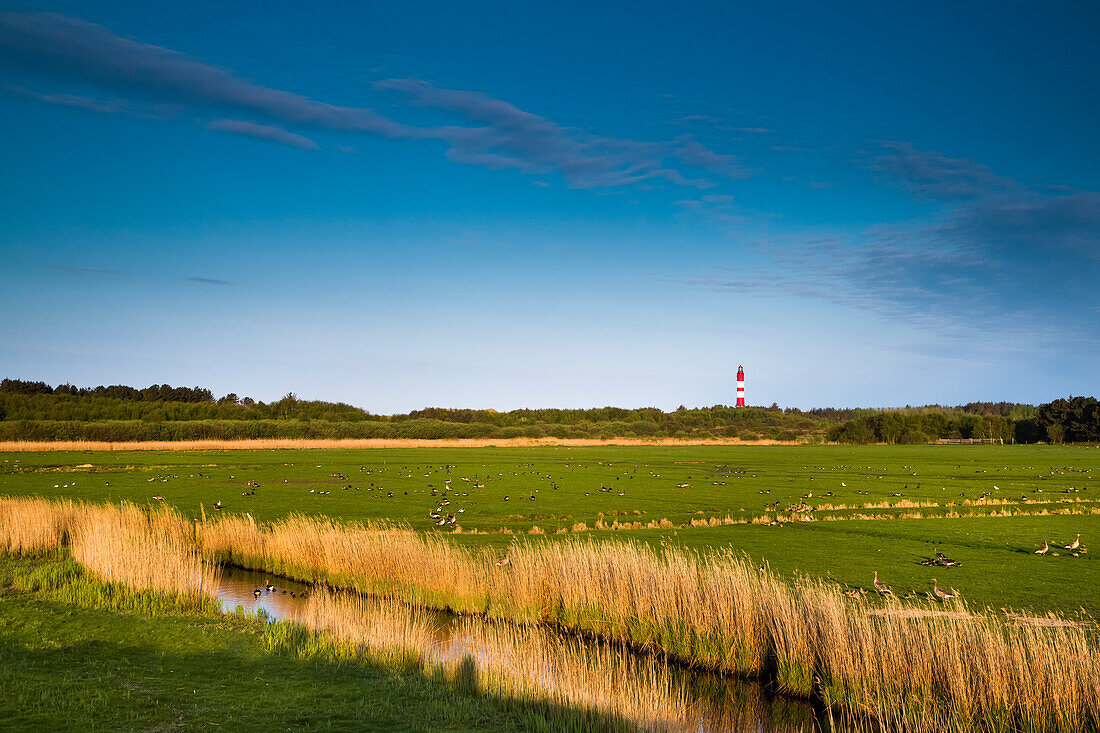 Salzwiesen und Leuchtturm, Amrum, Nordfriesische Inseln, Nordfriesland, Schleswig-Holstein, Deutschland